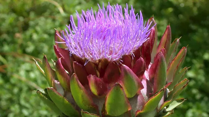 Артишок (лат. Cynara). Артишок колючий. Применение в лечении