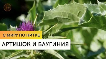 Артишок и баугиния / С миру по нитке / 4 серия